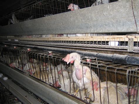 are there factory farms in canada
